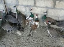 Tovuz quşu