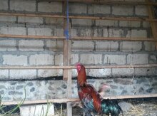 Heyratı xoruz və beçələr