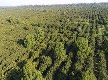 13000 sot torpaq sahəsi, Xaçmaz r.