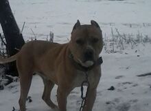 Pitbul
