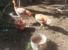 Heyratı xoruz və toyuq