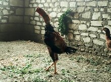 Heyratı xoruzu
