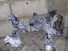 Göyərçinlər