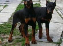 Doberman