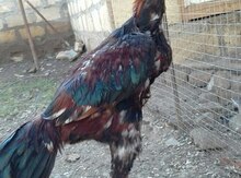 Heyrati quşu