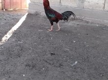 Xoruz
