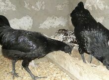 Ayam Cemani xoruzları