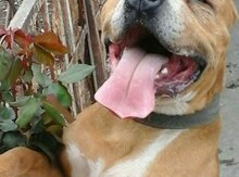 Pitbul