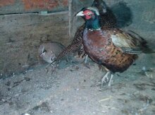 Qırqovul