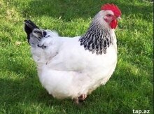 Serebrist çolpa və toyuqları