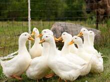 Pekin ördəkləri
