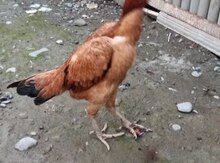 Heyratı