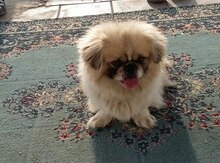 Pekines