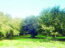 1200 sot torpaq sahəsi, Xaçmaz rayonu