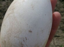 Xalmaqor qazı yumurtaları