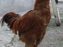Heyrati quşu