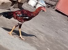 Heyratı xoruzu