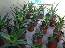 Aloe