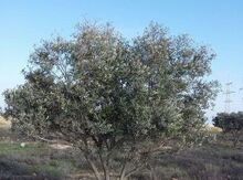 Zeytun ağacı
