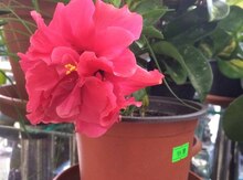 Hibiskus