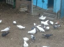 Göyərçinlər