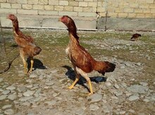 Heyratı