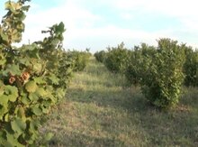 13000 sot torpaq sahəsi, Xaçmaz r.