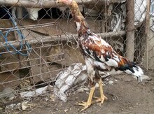 Heyratı