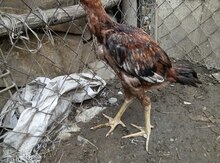Heyrati