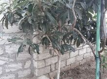 Yapon əzgili
