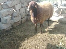 Qoç
