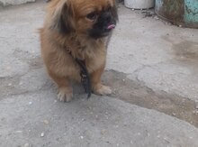Pekines