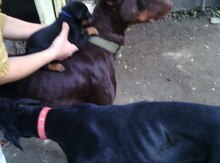 Doberman balası