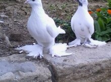 Göyərçinlər