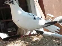 Göyərçin