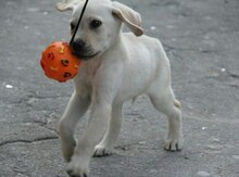 Labrador balası