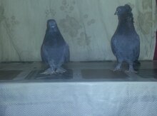 Göyərçin