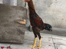 Heyratı