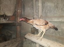 Heyratı fərə