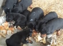 Doberman balaları