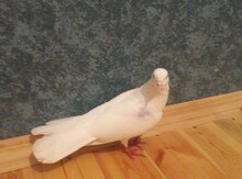 Göyərçin