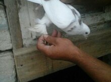 Göyərçinlər