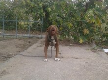 Pitbul