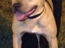 Pitbul