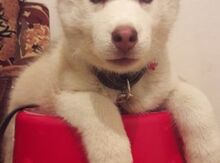 Haski