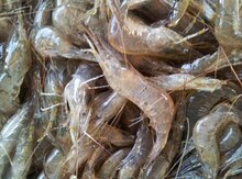 Морские Креветки/Рачки