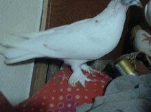 Göyərçin