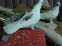 Göyərçin
