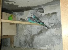 Tutuquşular