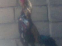 Heyrati xoruzu